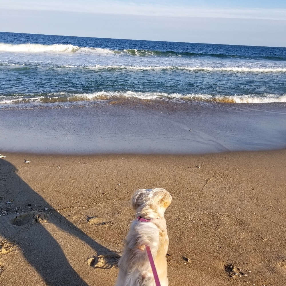 Meet your Posher, Josie